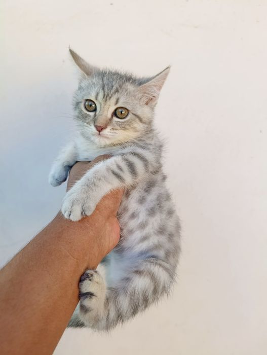 Продаю серебристого котёнка