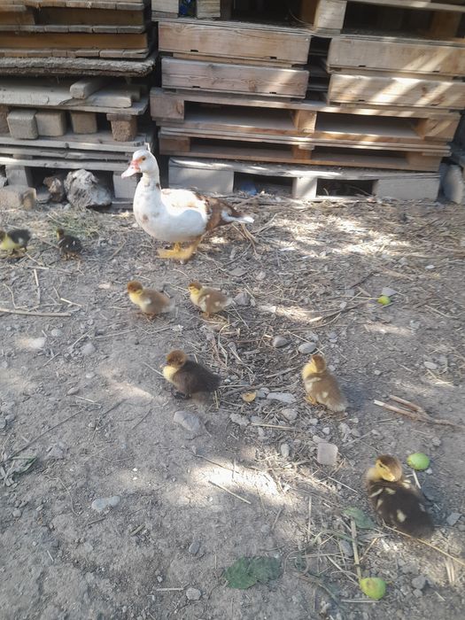 Продаётся индоутка утятами