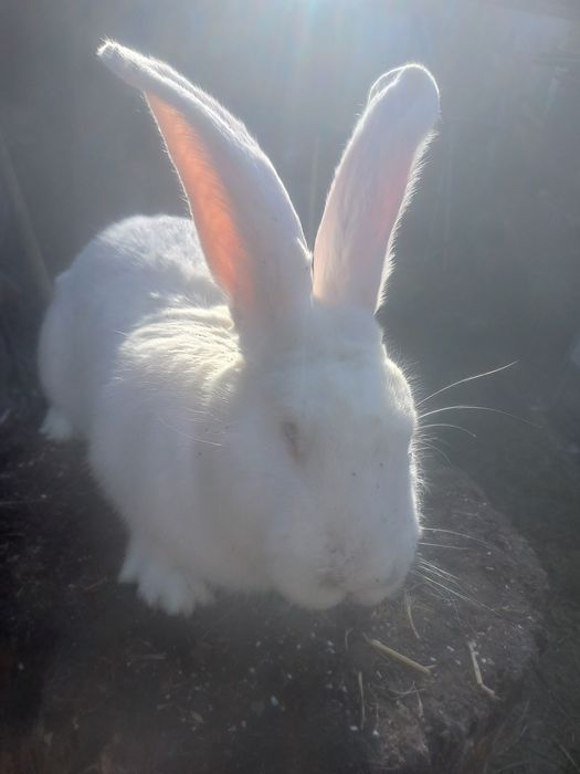 Кролики Фландер ...