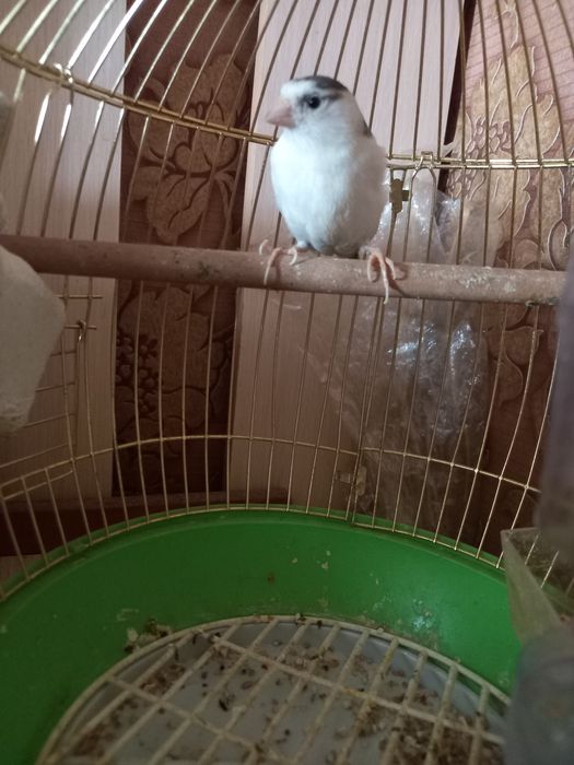 Канареика птица 1,5 года