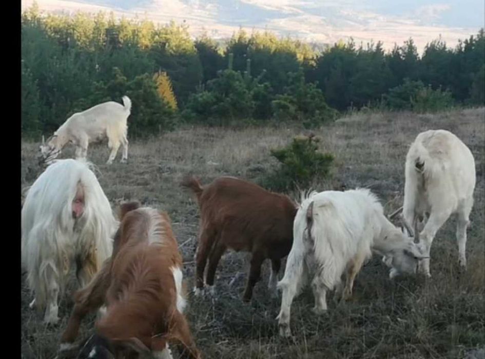 Продавам 2 бр. ярета, 29 кг. 6 Евро кг.