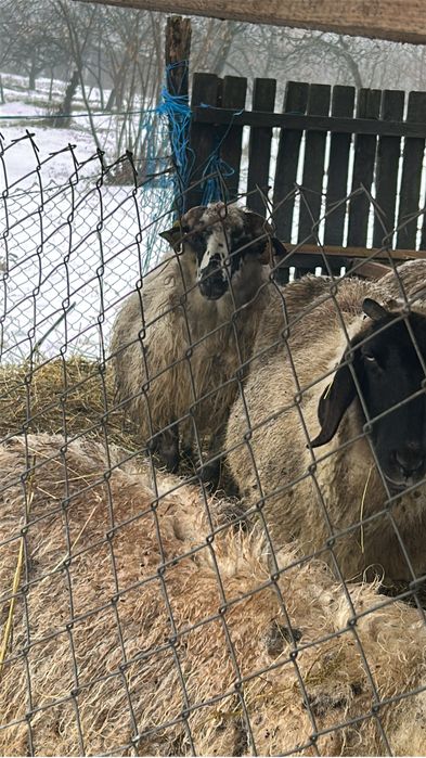 Vand sau schimb 3 oi turcane