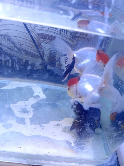 Апачи - красные шапочки