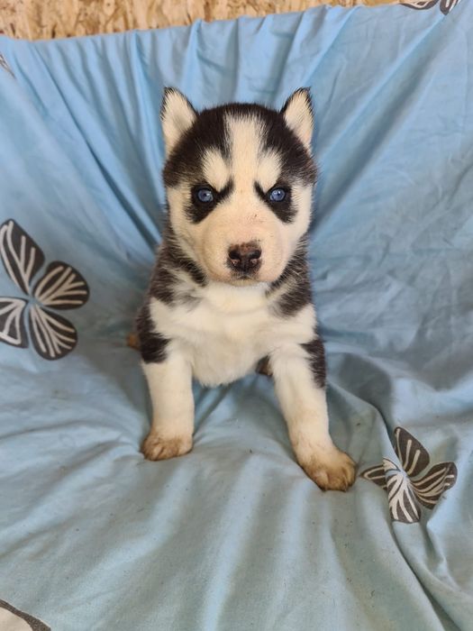 Продам щенков сибирский хаски мальчики и девочки