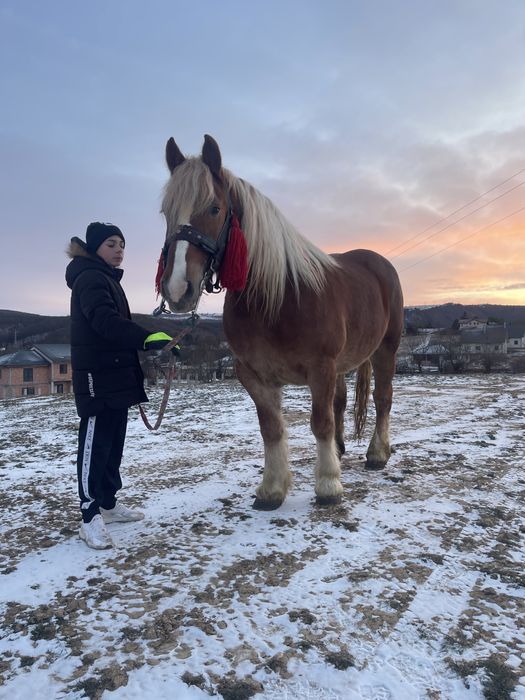 Vănd manză de 3 ani pe 4 gestantă