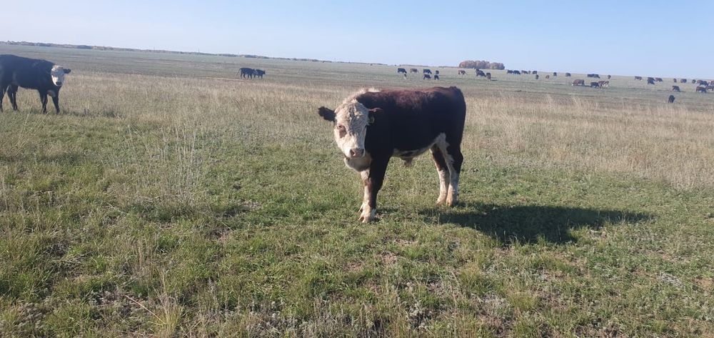 Продам коров с телятами