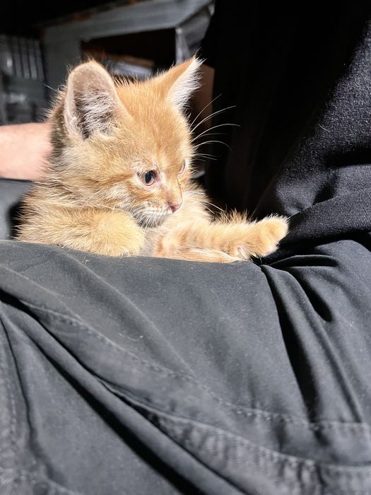 Отдам котенка очень милого