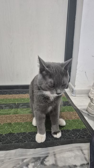 Strite Mushuk Sotiladi