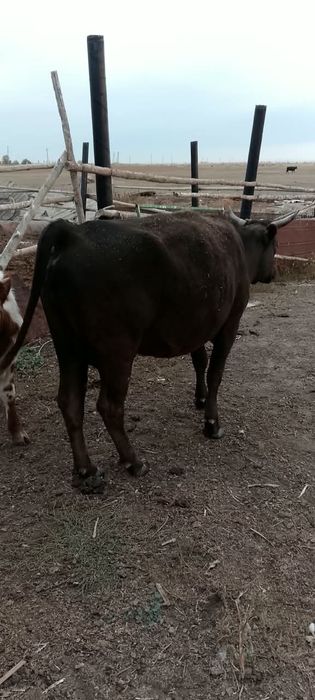 Продам коров и быка