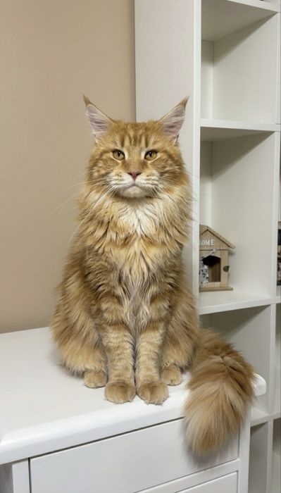 Мейн кун мъжки Maine coon