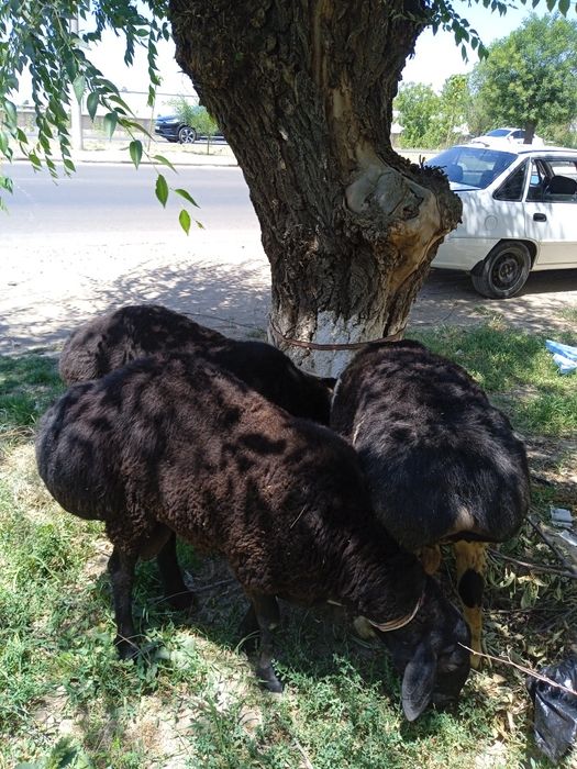 60 50 40 kilo gosh beradi uyda boqilgan oladganla bosa kelishamiz
