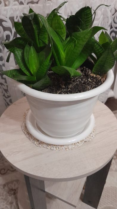 Продам цветы 2800