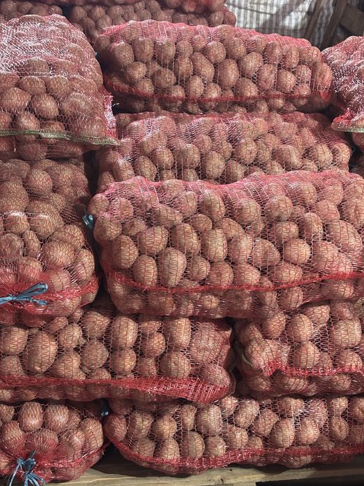 Cartofi consum Bellarosa