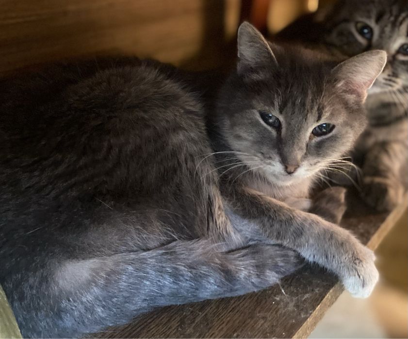 Котики и кошки мышелоы