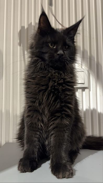 Продаются котята мейнкун