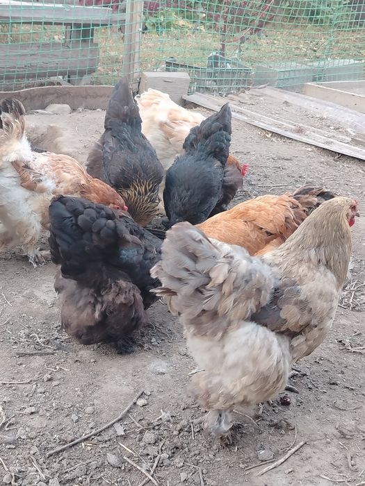 Продам курочек брама