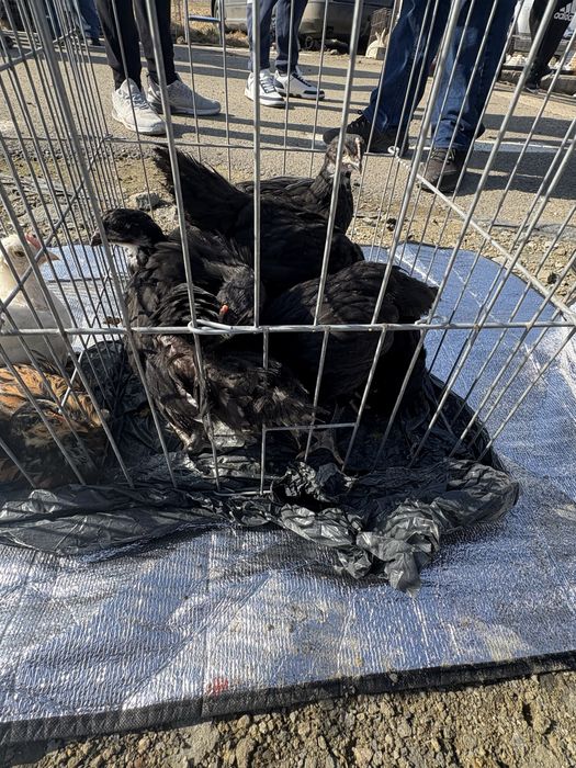 Pui asutralorp negru de o luna