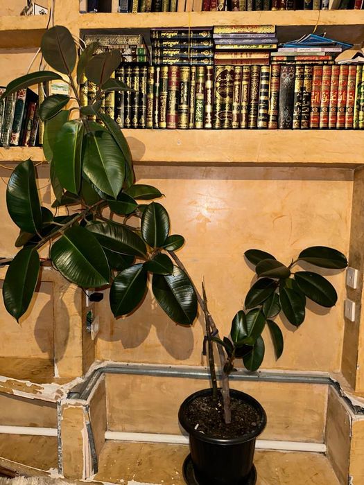 Домашние цветы очень красивые