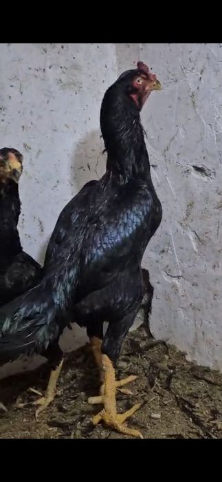 Птица Птица Птица