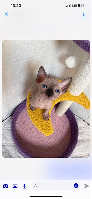 Sphynx cu pedigree si teste