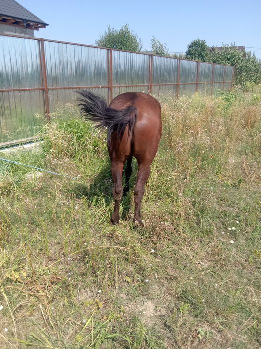 Vând cal bun pentru căruță sau abator