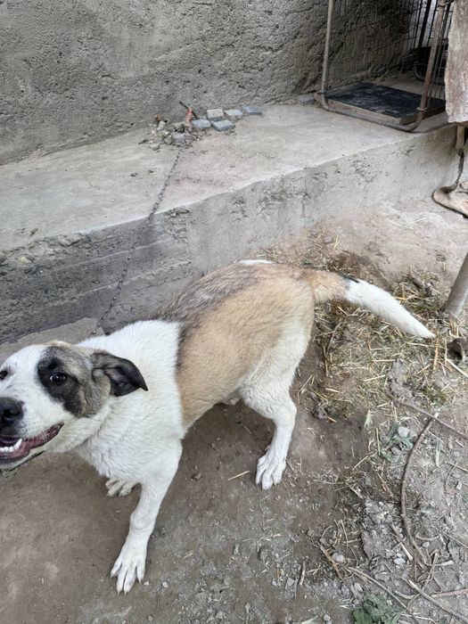 Kuchuk zotdor alabay