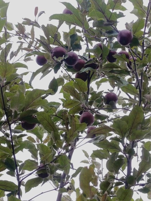 Продам дом в карасайском районе