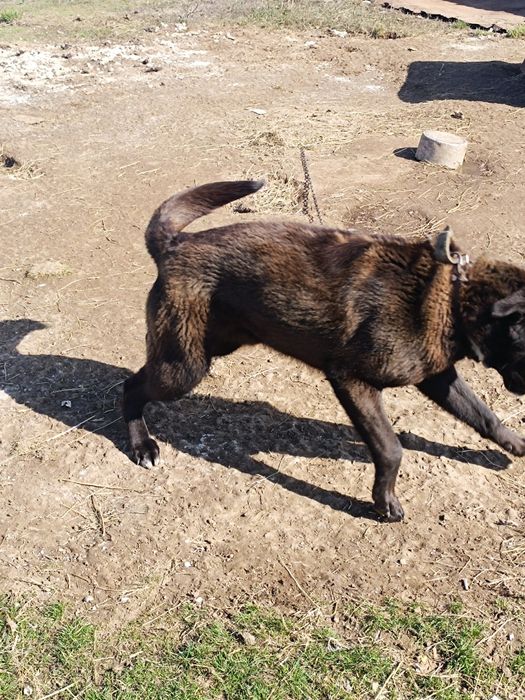 Отдам годовалого пса