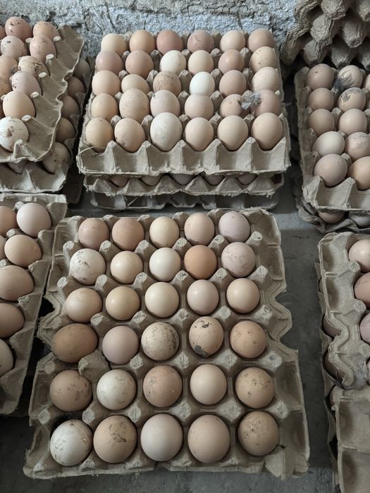 Uy tuxumlari. Istemol va Inkubator uchun mos, sifatli tuxumlar