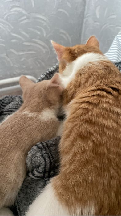 Отдам 2 котенка