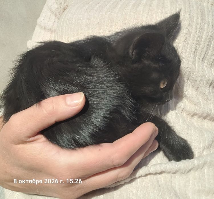 Котенок блестящий черный лоск