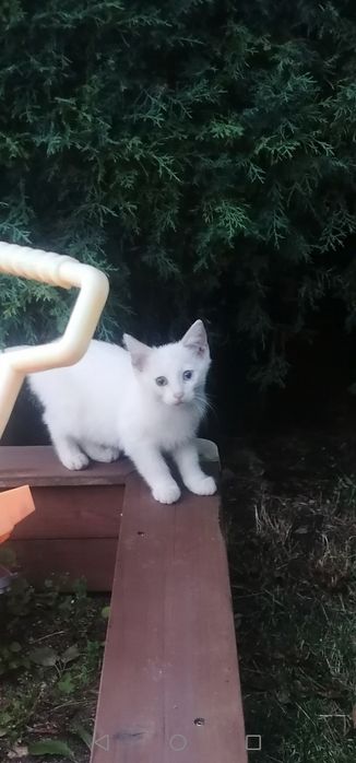 Бяло Коте на три месеца