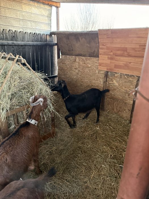 Vand iedute de 1 an gestante