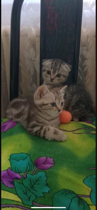 котята шотландские