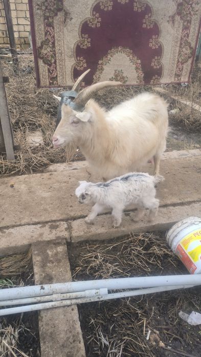 Ешкилер сатылады