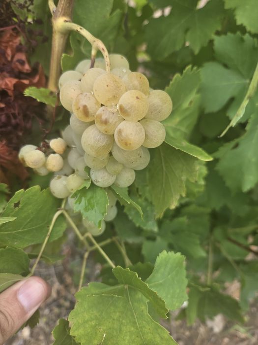 Vand struguri de vin