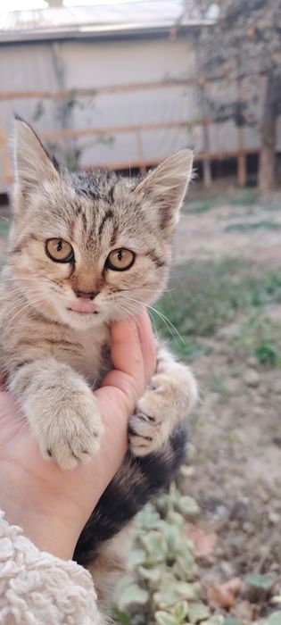 Кошка породистая