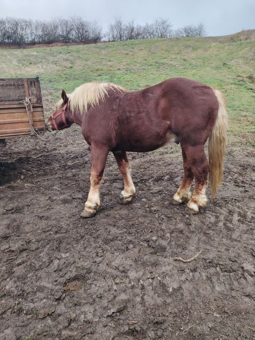 Mânz de 2,5 ani de vânzare