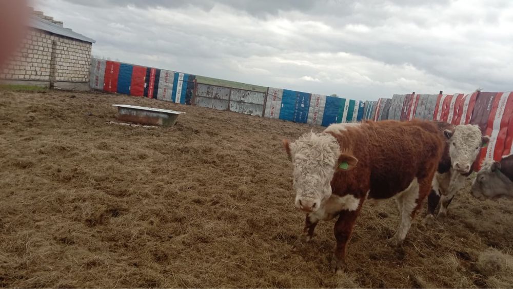 Ақбас 1 категория бұқалар сатылады.