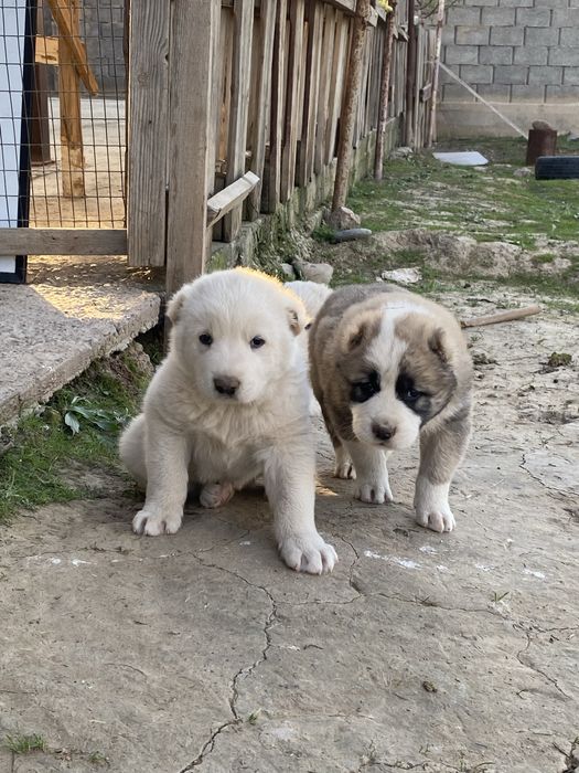 Күшіктер.   Шенки