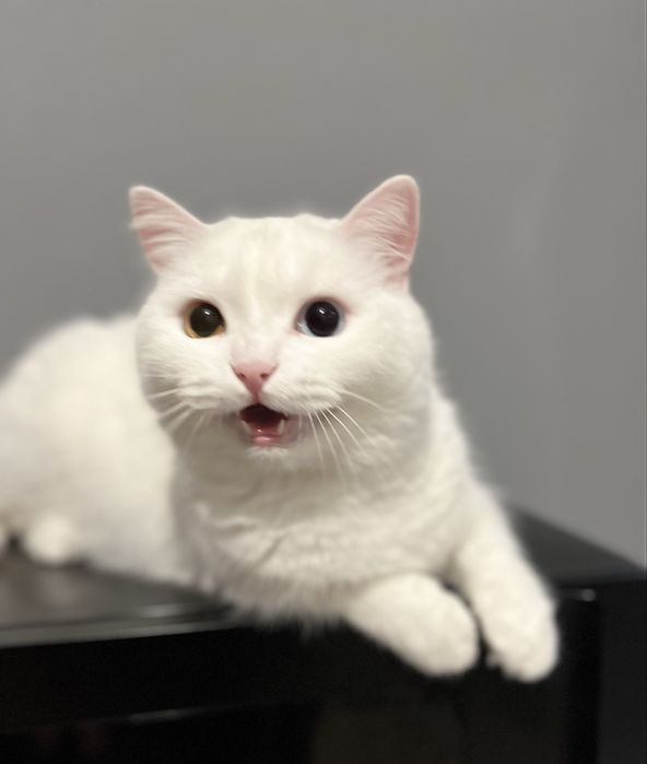 Отдам кошечку в добрые руки