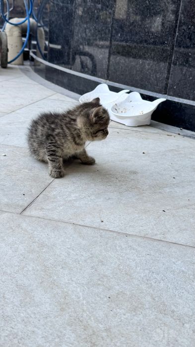 Отдаем кошек 1,5 месяца