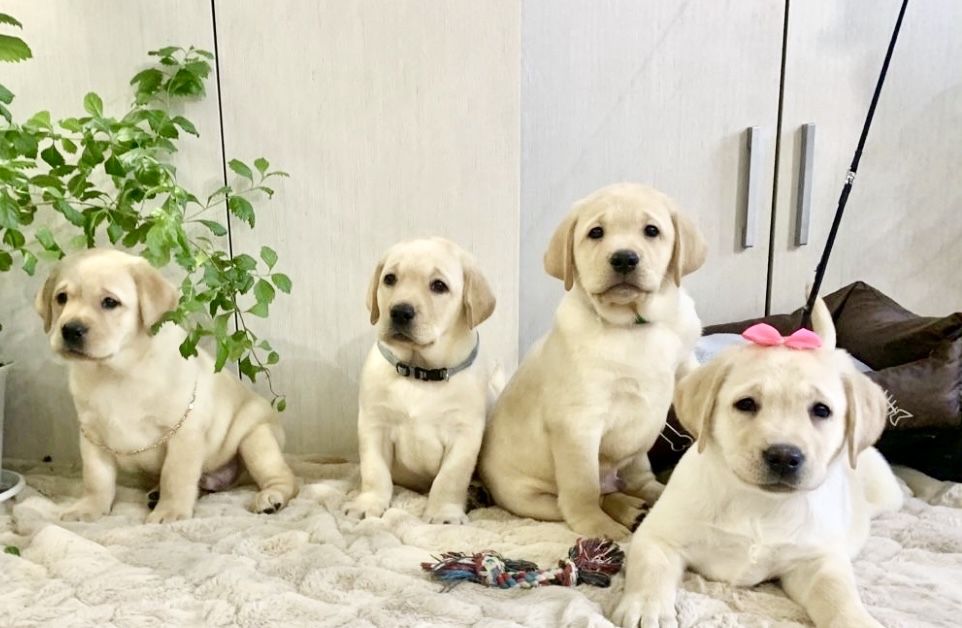 Продаются щенки лабрадора ретривера