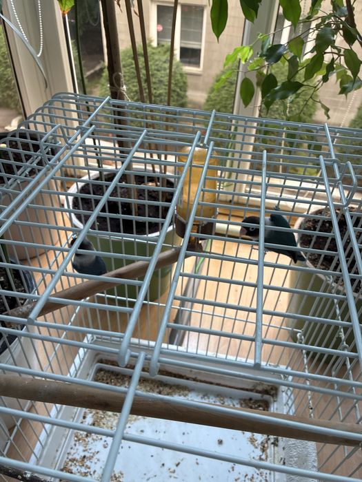 2 попугая волнистых неразлучника самец и самка