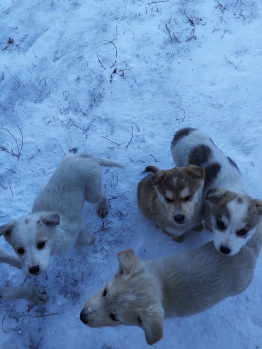 Отдам щенков в хорошие руки.