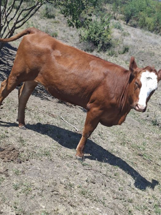 Vând un vitel si o jurinca