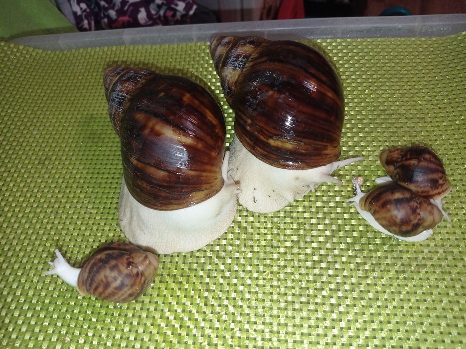 Улитки. Архахатина овум.