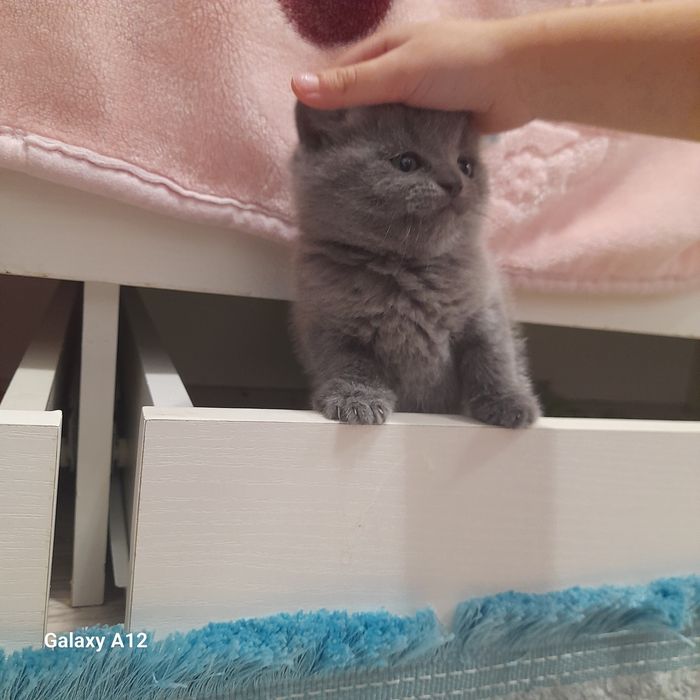 Чистокровные британцы