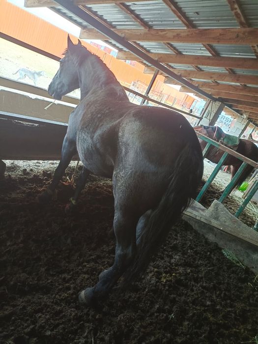 Құлынды биелер сатылады