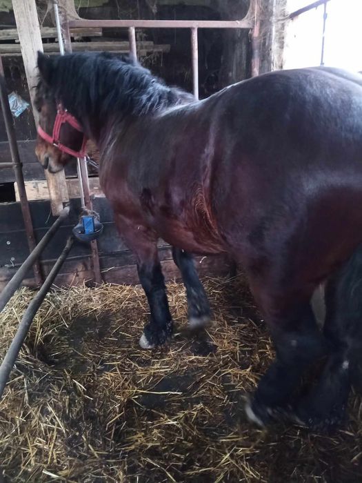 Mânz, un an și jumătate